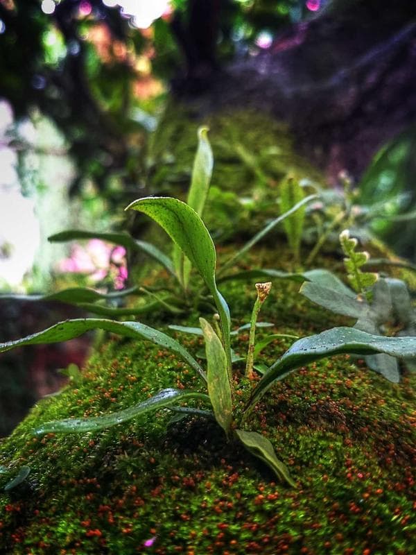 Jomblang Cave Adventure